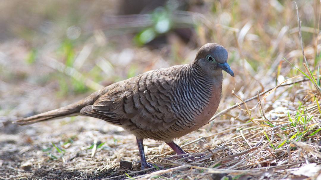 Oiseaux de l'île Maurice Photographie et vidéo > Maurice Voyage Forum