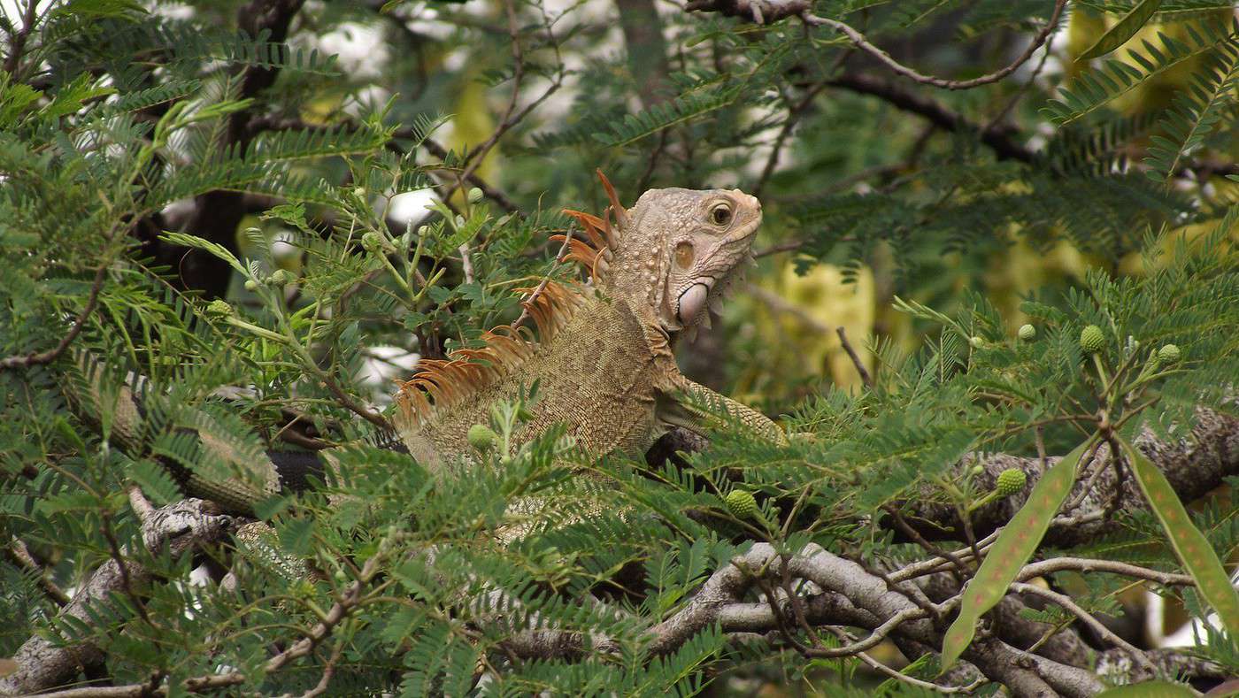 Petit animal qui m'a accueilli en Martinique Photographie et vidéo