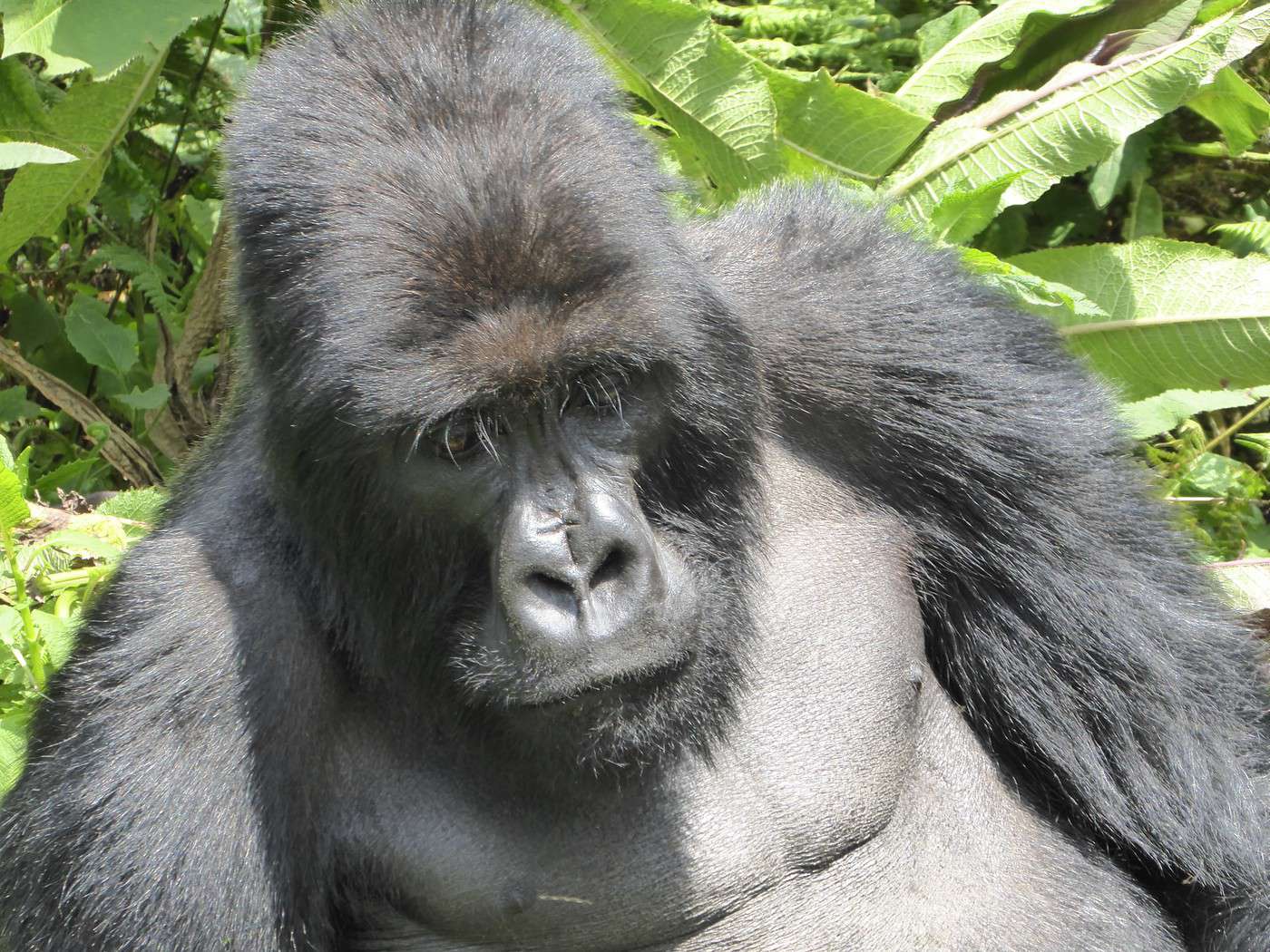 Un Prenom A Preferer Les Gorilles Aux Extraterrestres Visite aux gorilles (Rwanda) | Voyage à petit budget > Rwanda | Voyage
