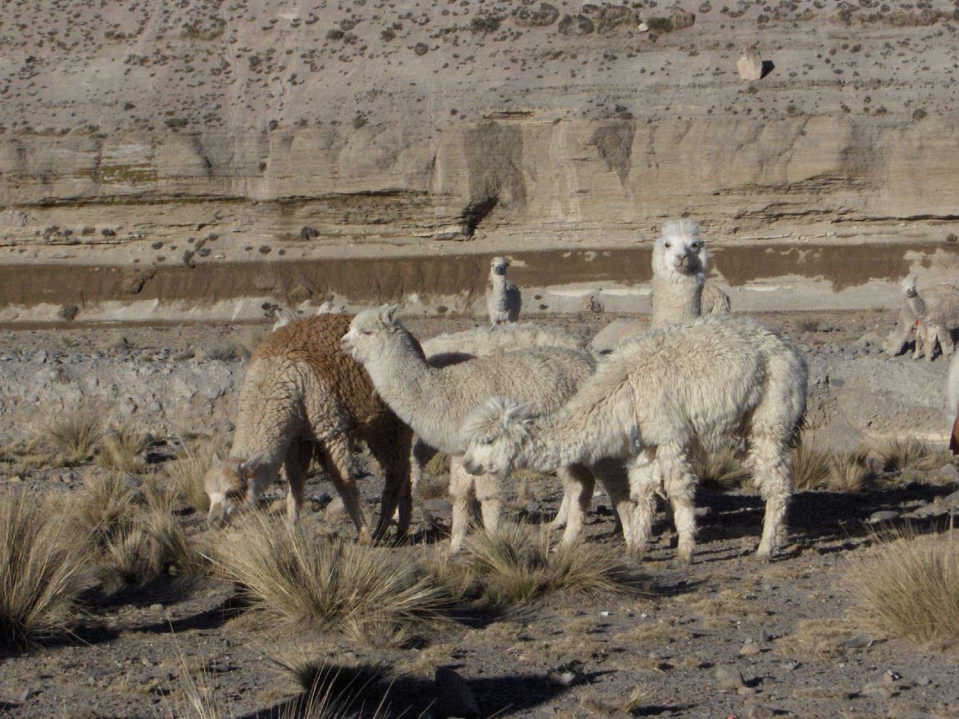 Chemins Incas des Andes