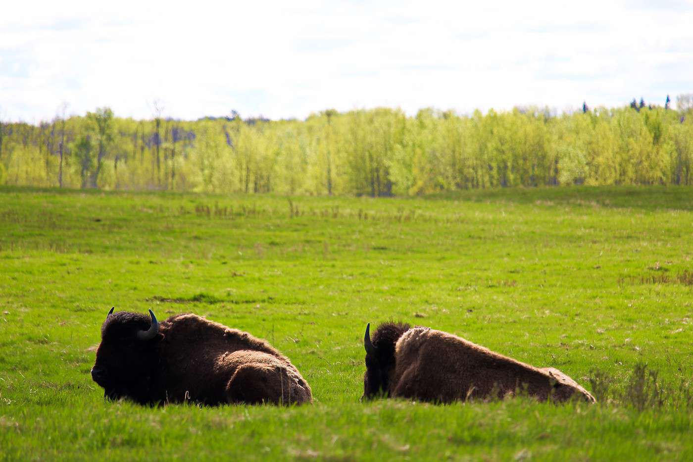 Parc national Wood Buffalo, Canada