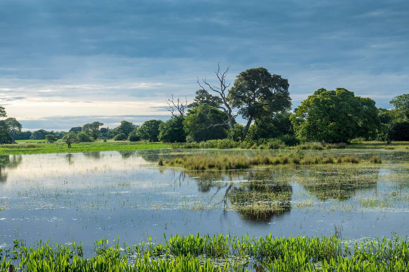 Pantanal, Br&eacute;sil