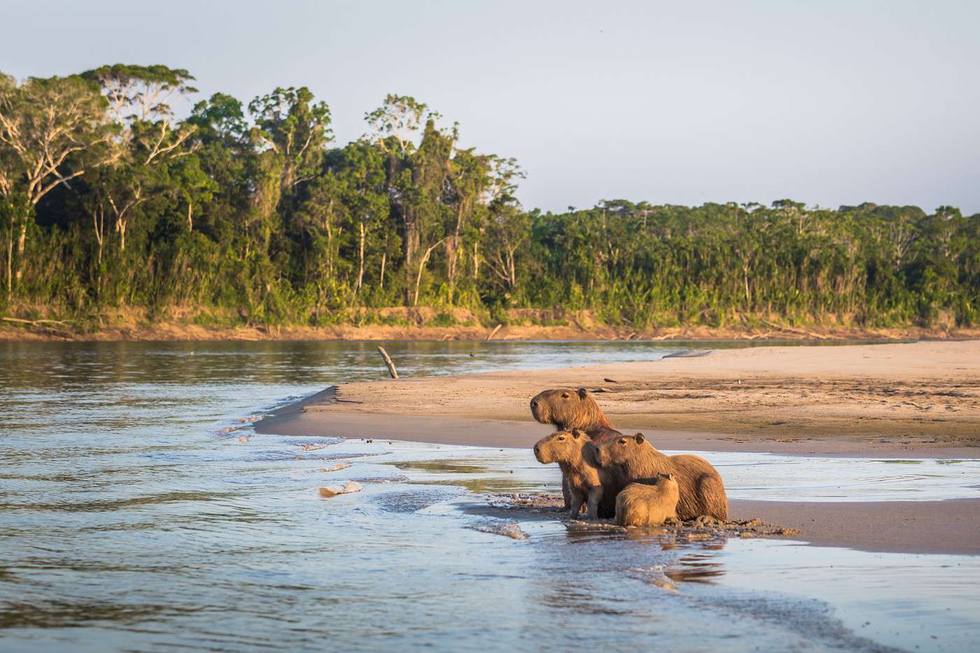 Parc national de Manu, P&eacute;rou