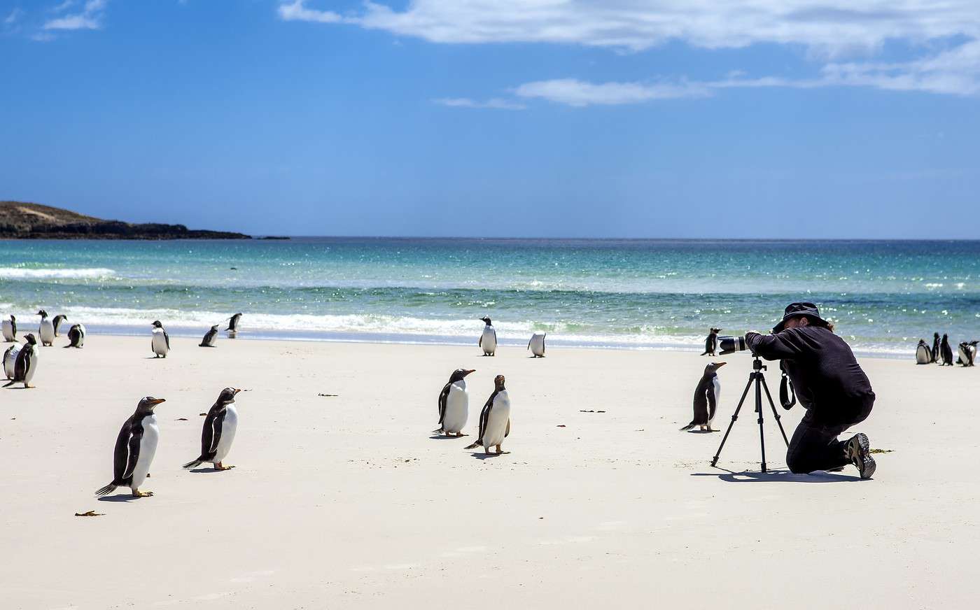 Saunders Island (île des Malouines) Guide voyage