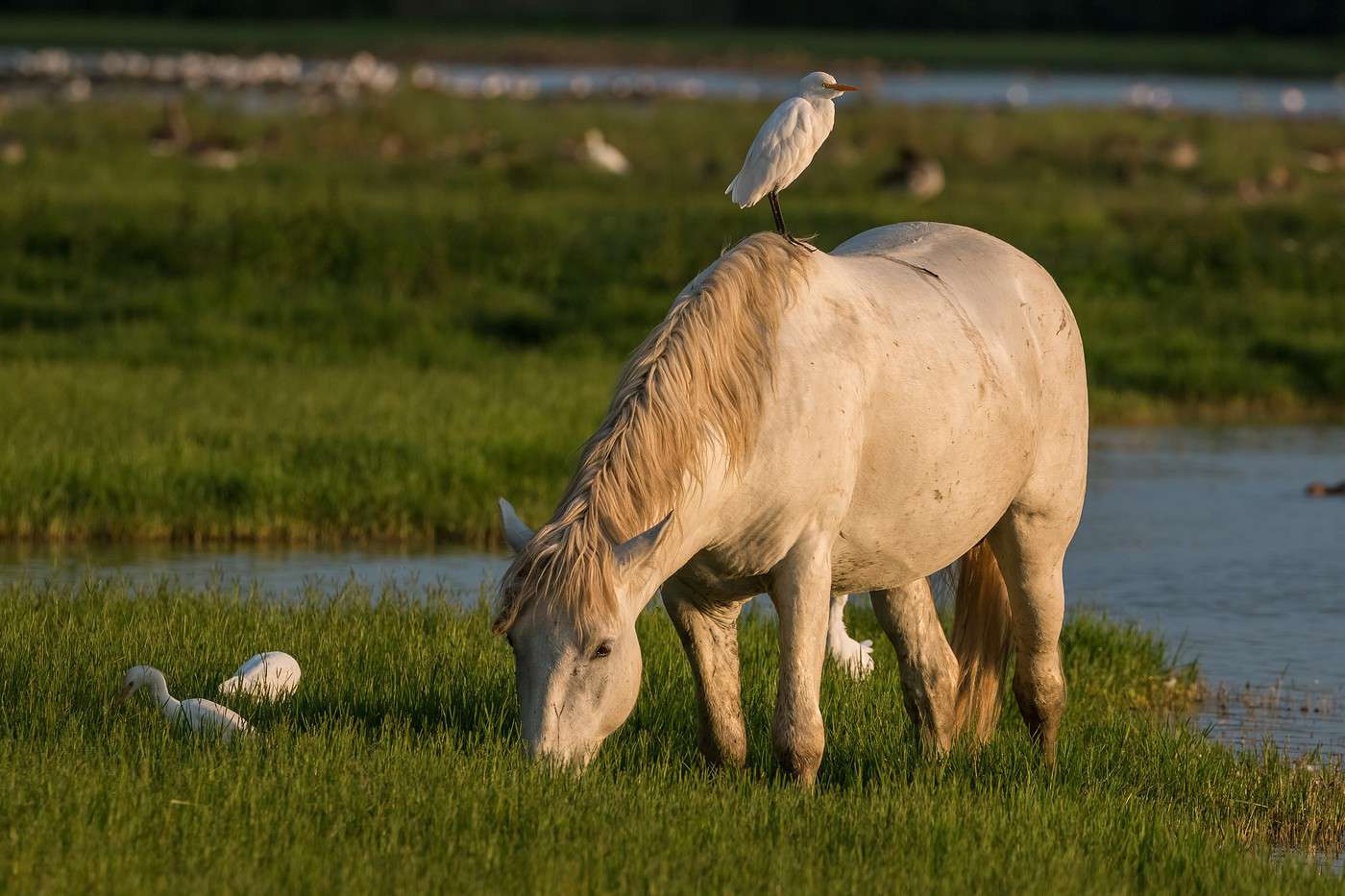 Parc naturel régional de Camargue, Bouches-du-Rhône, France