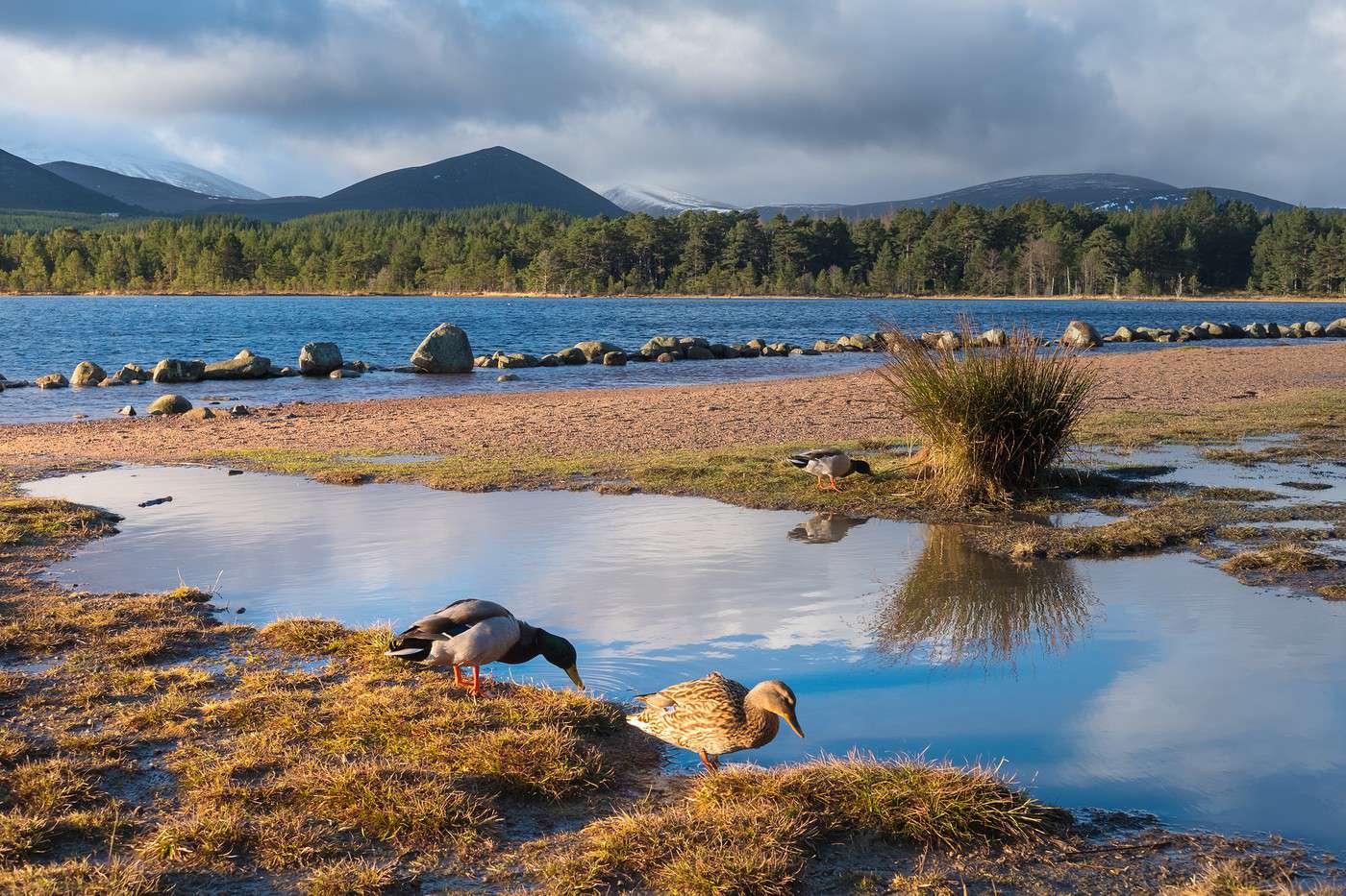 Parc national de Cairngorms, Grande Bretagne