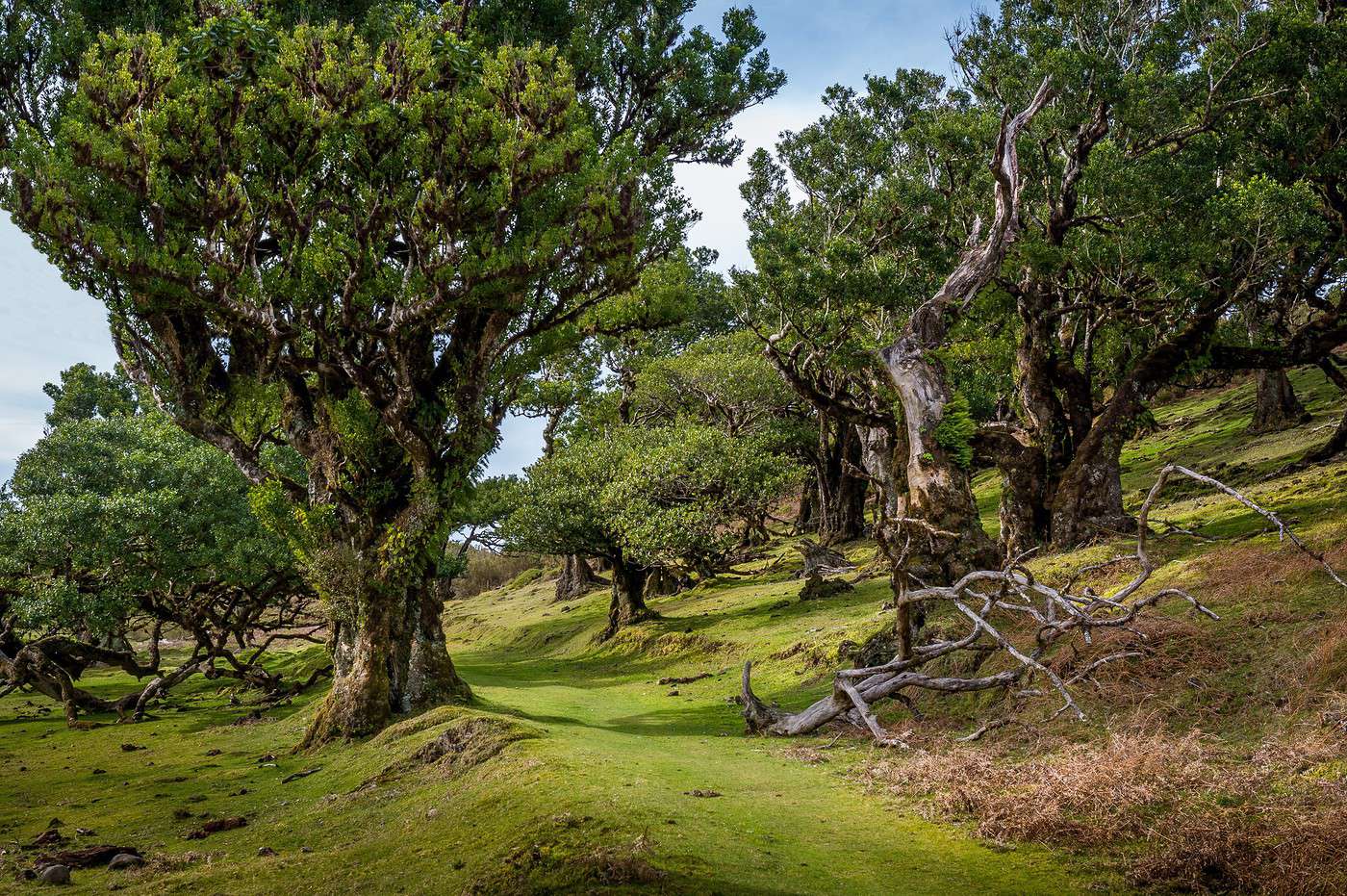 Parc naturel de Mad&egrave;re, Mad&egrave;re