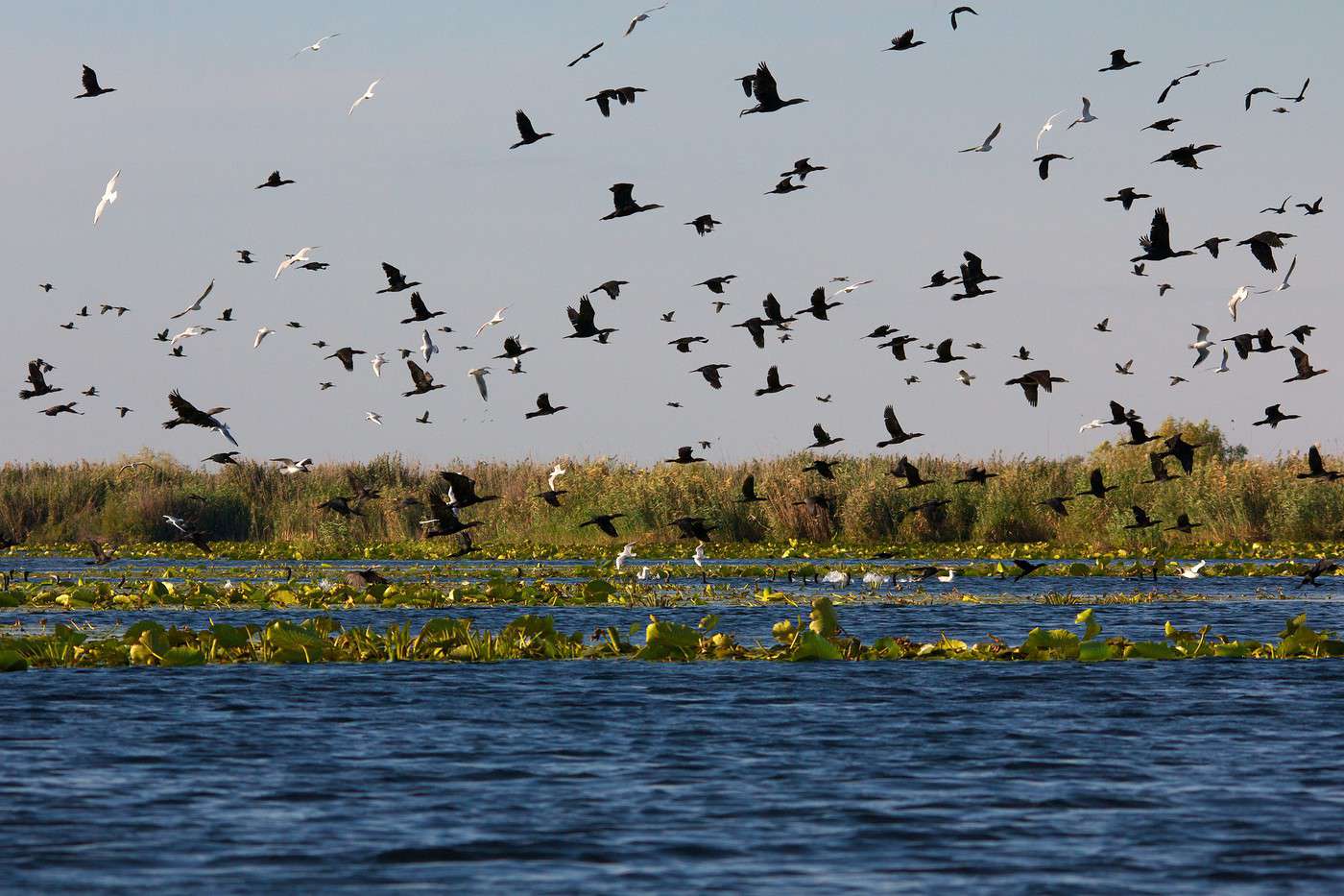Delta du Danube, Roumanie
