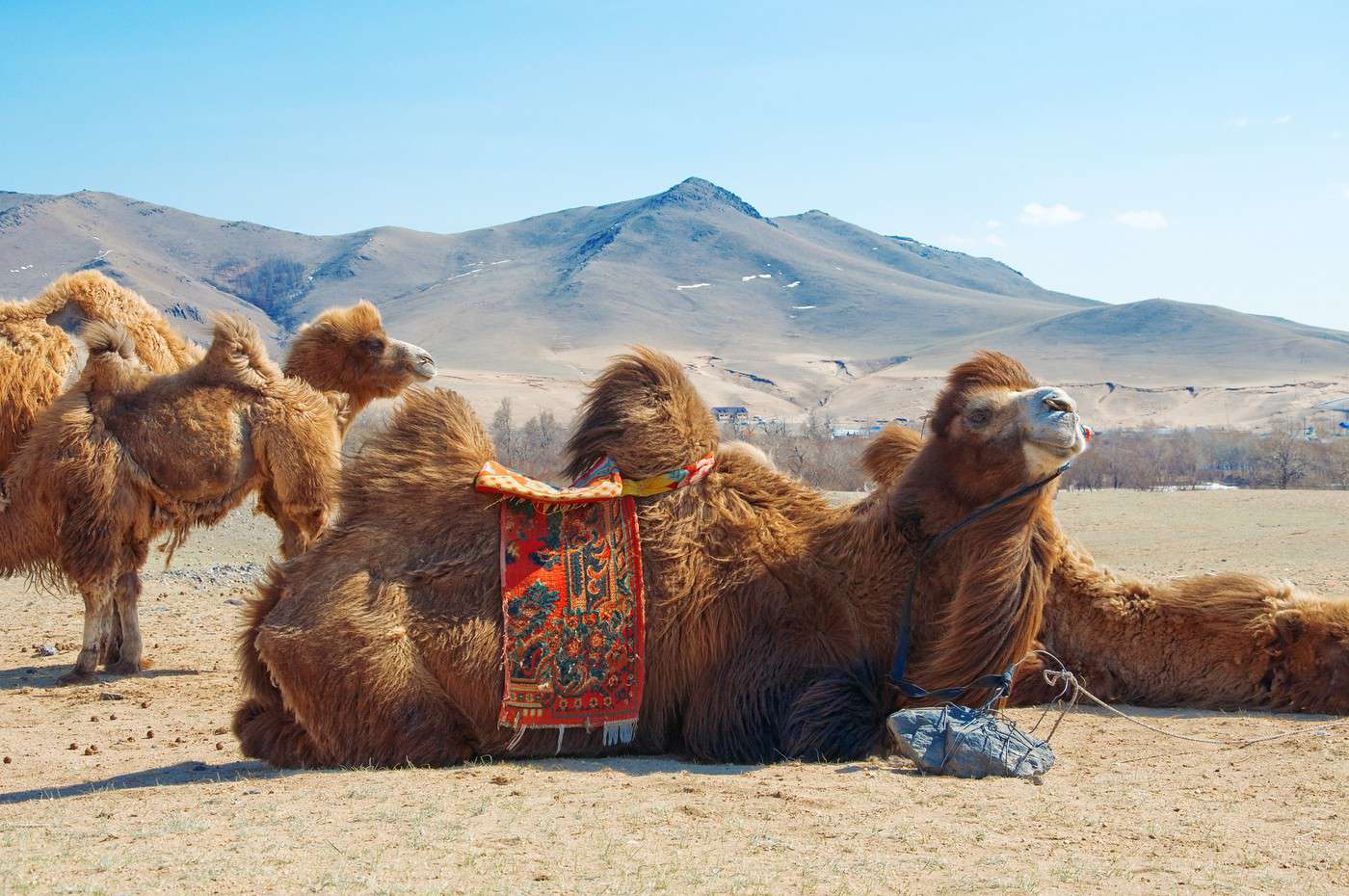 Désert de Gobi, Mongolie