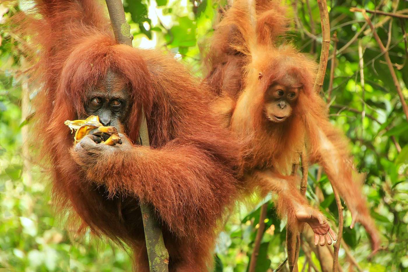 Parc national de Gunung Leuser, Indonésie