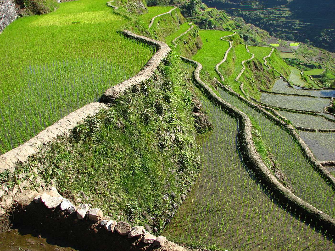 Rizières en terrasses de Banaue, Banaue, Philippines Rizières en terrasses de Banaue, Banaue, Philippines