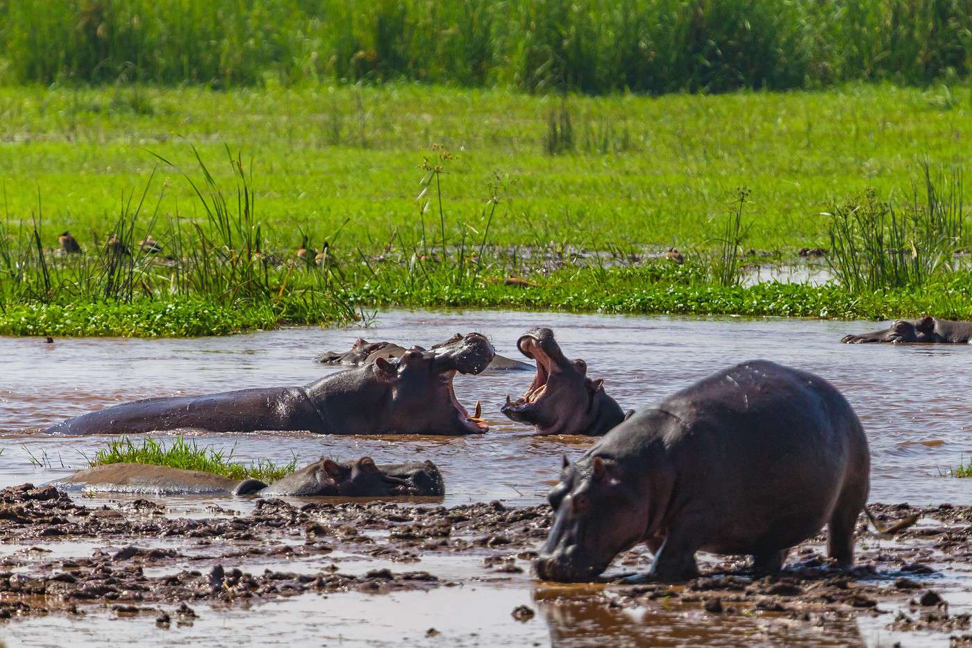 Parc national du Lac Manyara, Tanzanie