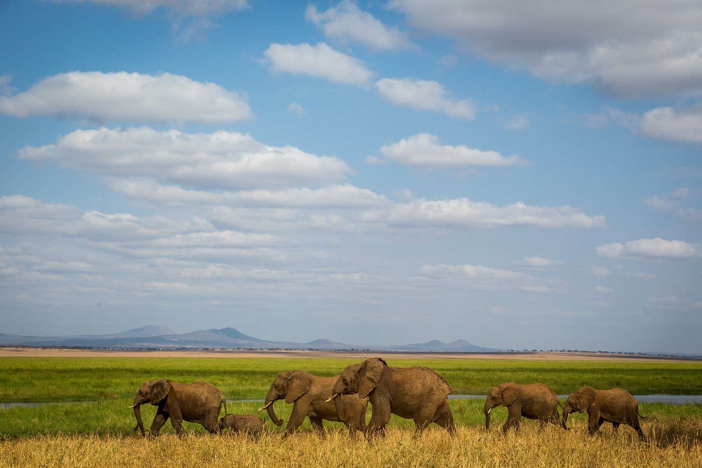 Parc national de Tarangire, Tanzanie