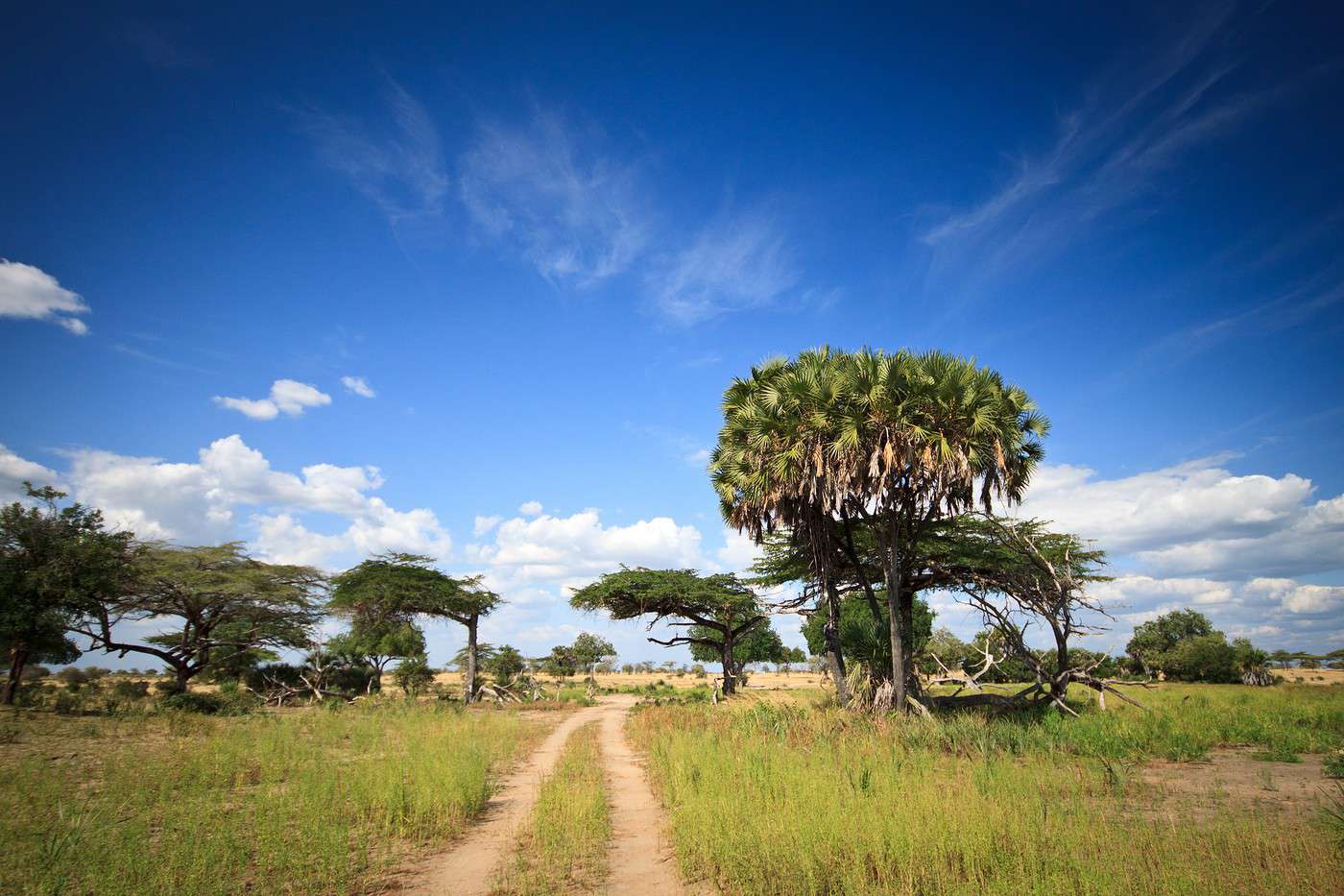 R&eacute;serve de Selous, Tanzanie