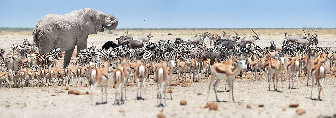 Parc national d'Etosha, Namibie Parc national d'Etosha, Namibie