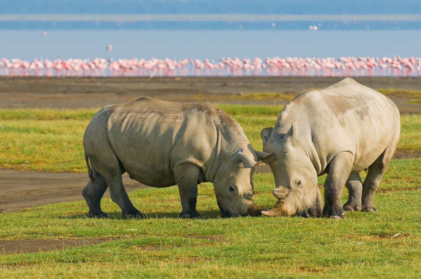 Lac Nakuru, Kenya