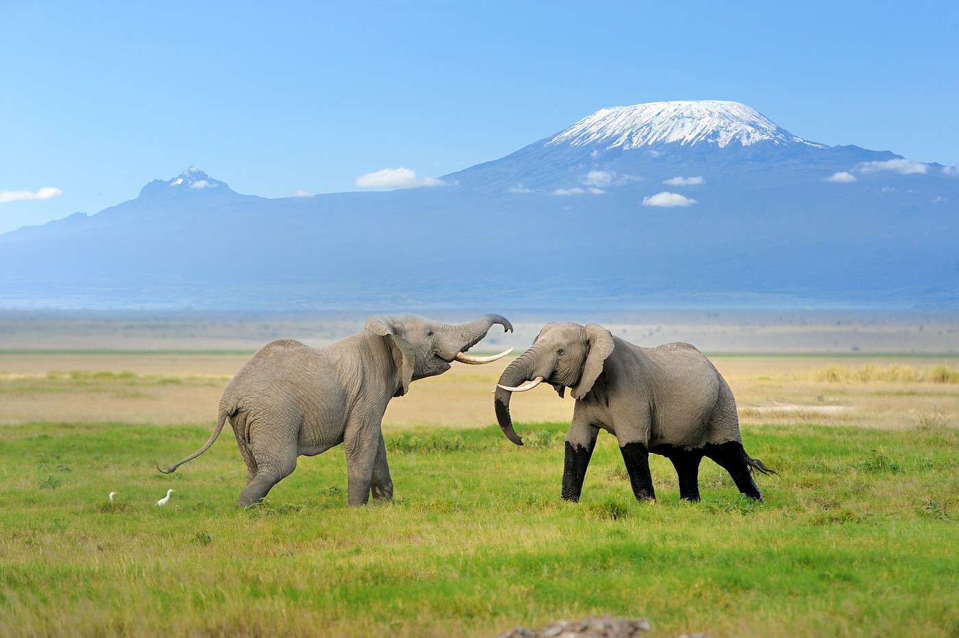 Parc national d'Amboseli, Kenya