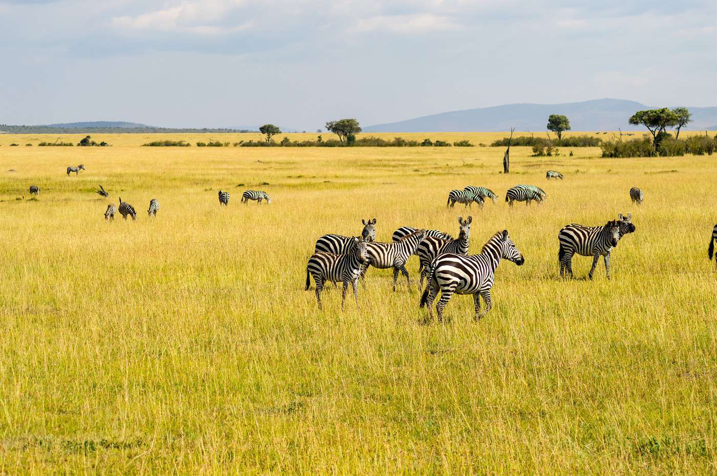 R&eacute;serve nationale du Masai Mara, Kenya
