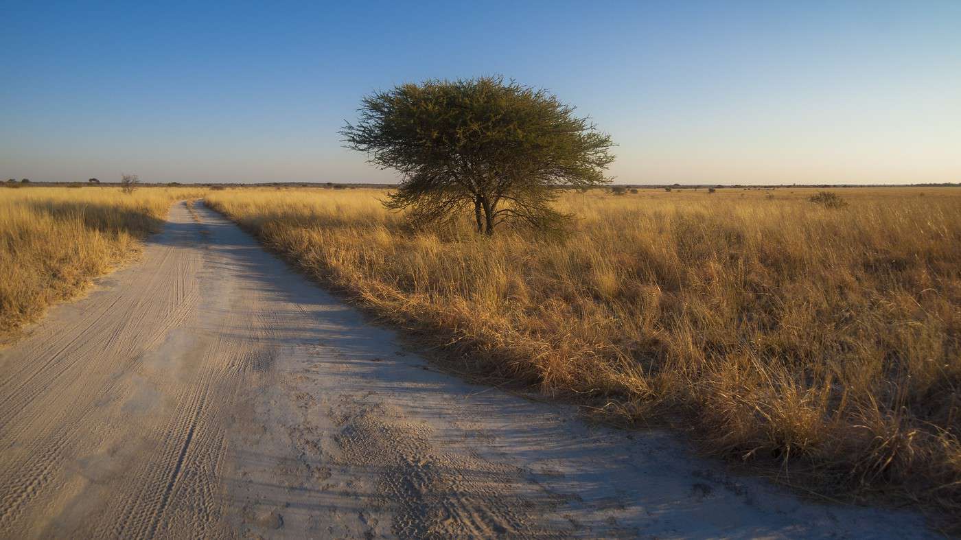 Réserve du Kalahari central, Botswana Réserve du Kalahari central, Botswana