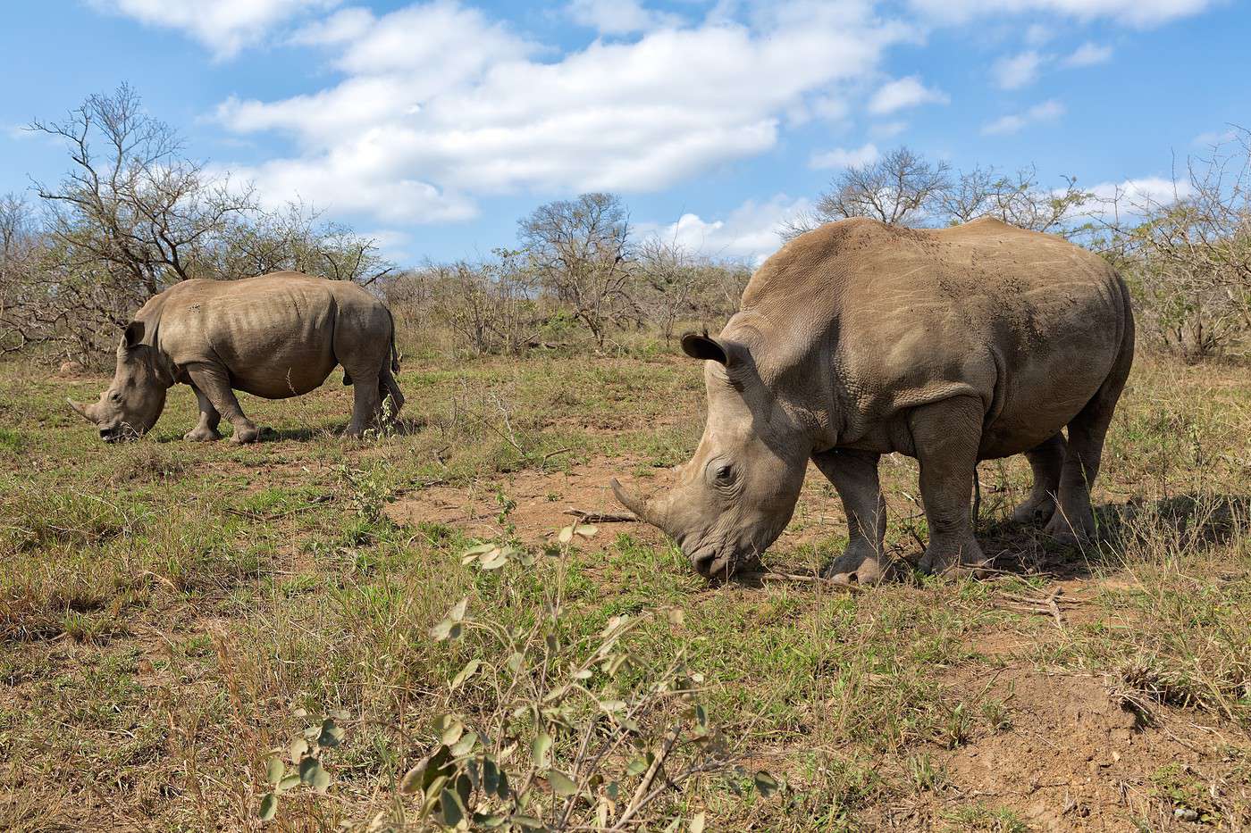 R&eacute;serve d'Hluhluwe-Umfolozi, Afrique du Sud
