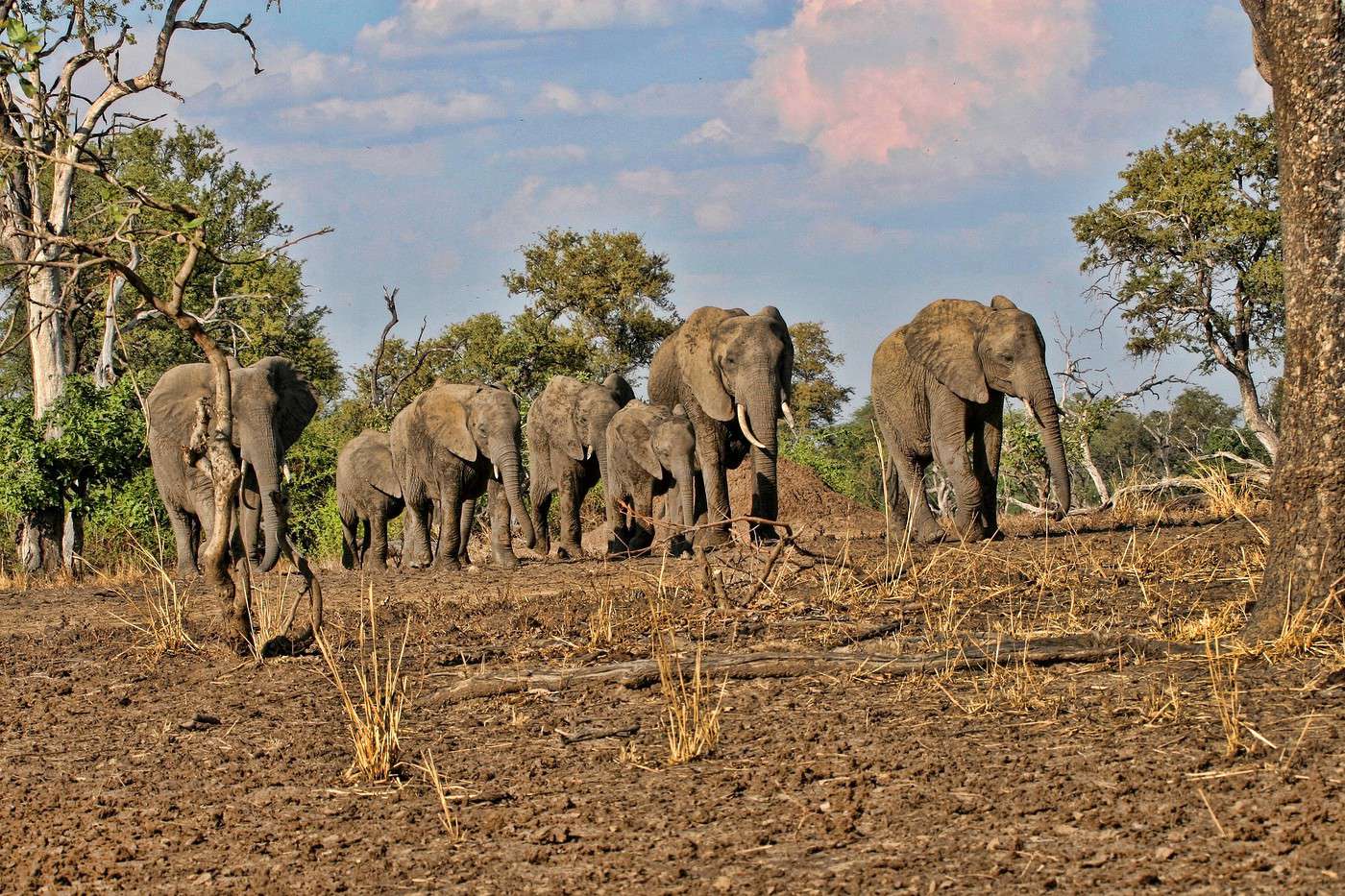 Parc national du South Luangwa, Zambie