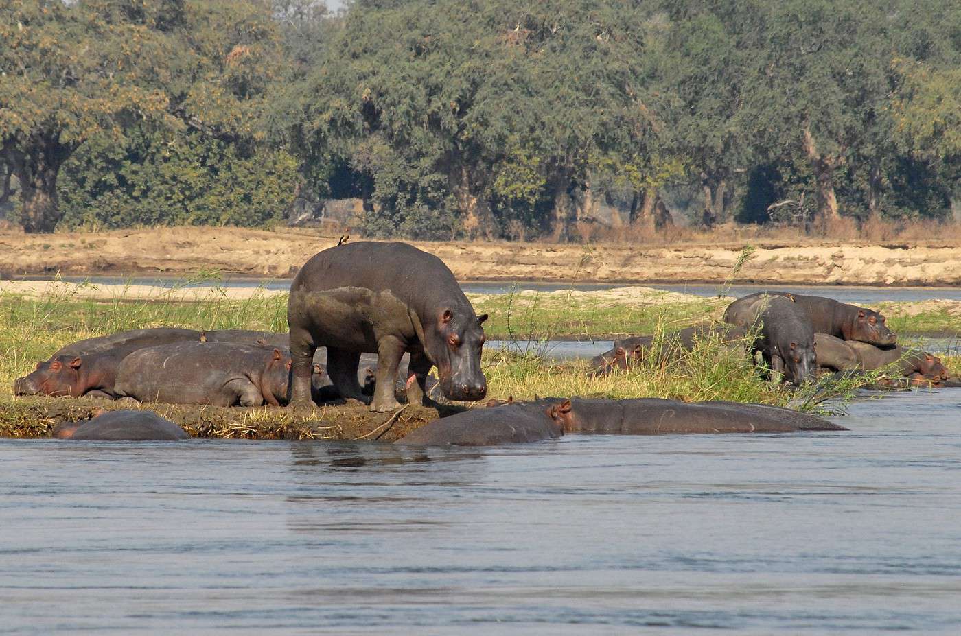 Parc national de Mana Pools, Zimbabwe Parc national de Mana Pools, Zimbabwe