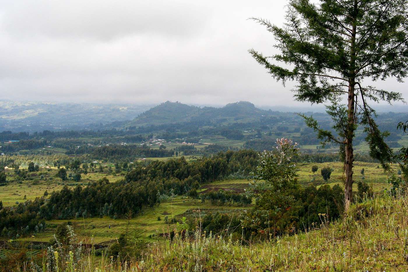 Parc national des Volcans, Rwanda