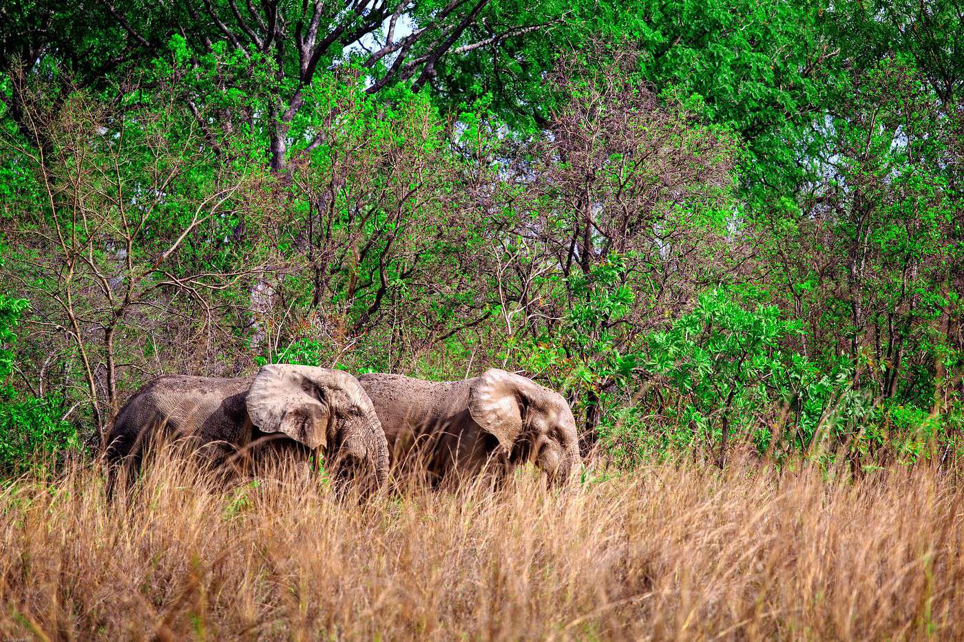 Parc national Mole, Ghana
