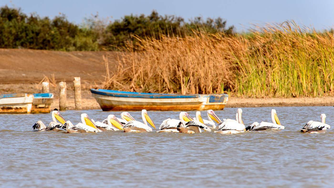 Meteo Heure par Heure Parc National des oiseaux du Djoudj Diadiam