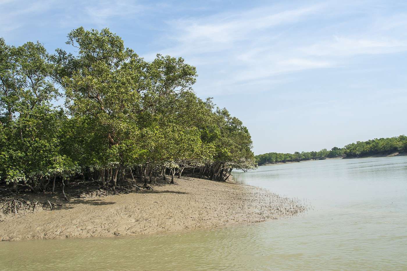 Parc national des Sundarbans, Inde