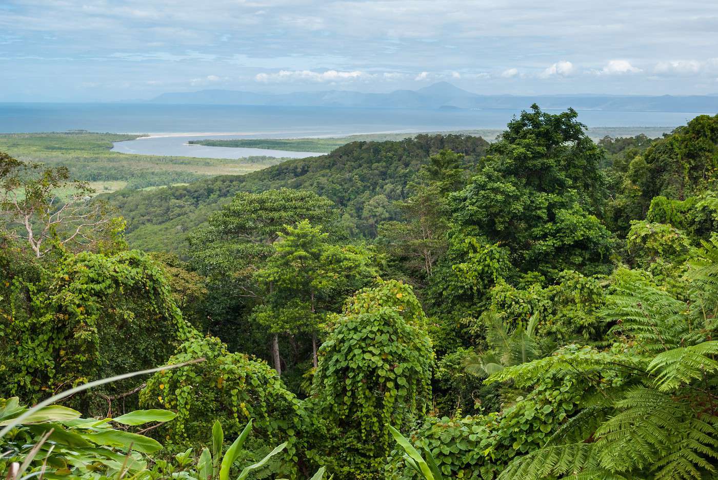 Parc national de Daintree, Queensland, Australie