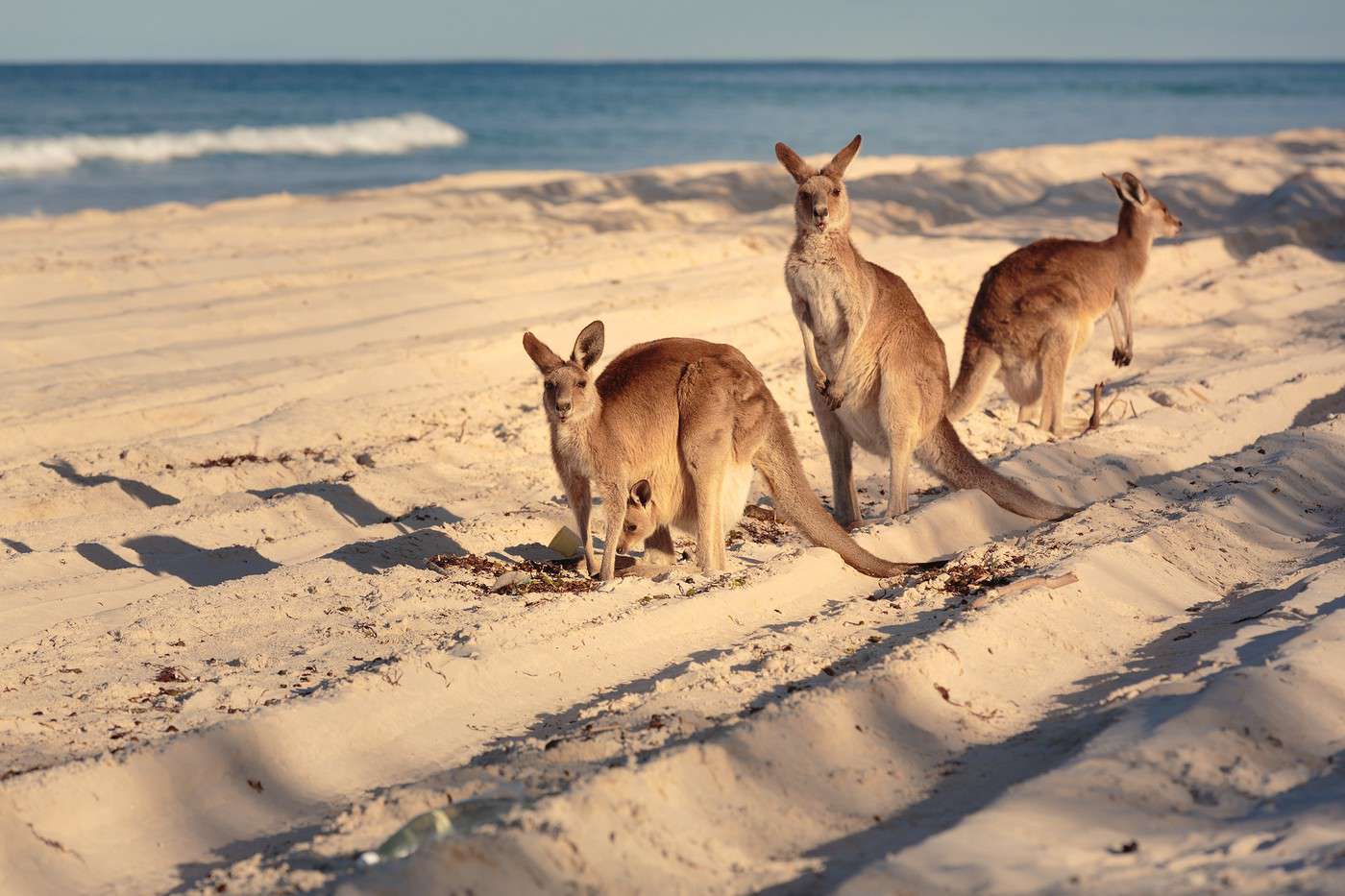 Île Kangaroo, Australie-Méridionale, Australie Île Kangaroo, Australie-Méridionale, Australie