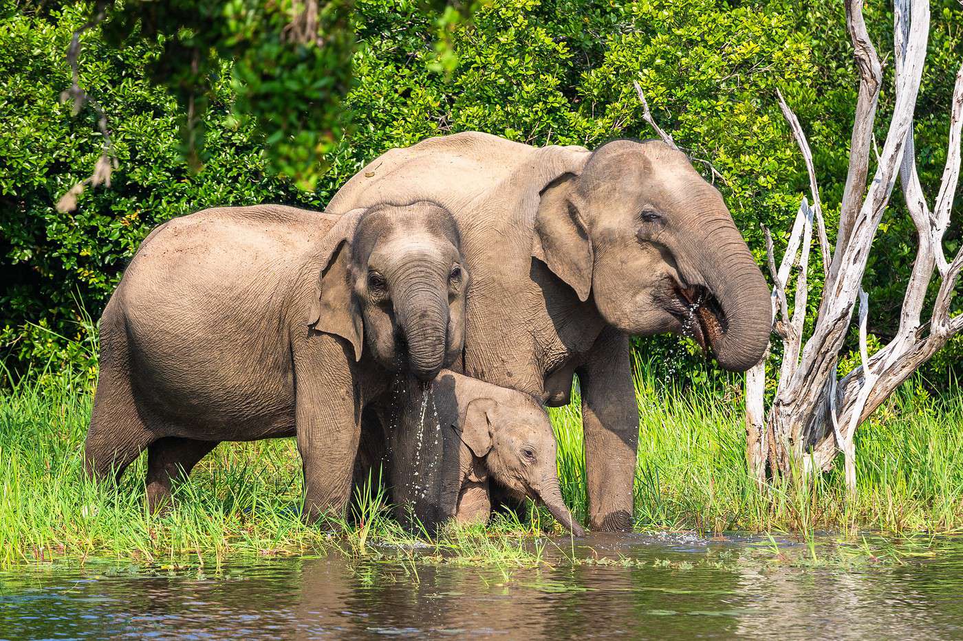Parc national de Yala, Sri Lanka