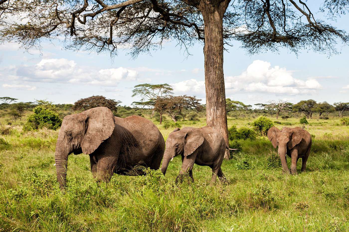 Parc national du Serengeti (parc national d'importance de la Tanzanie ...