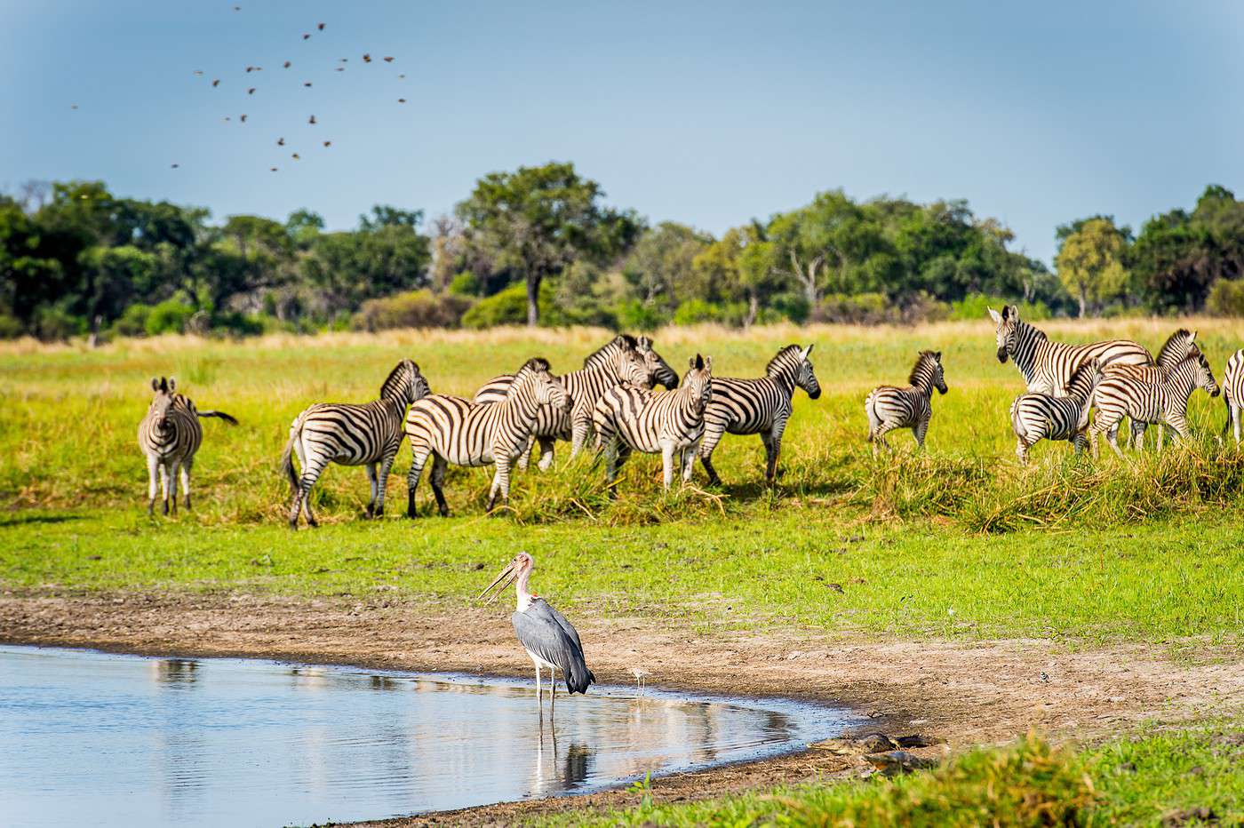 Réserve de Moremi, Botswana Réserve de Moremi, Botswana