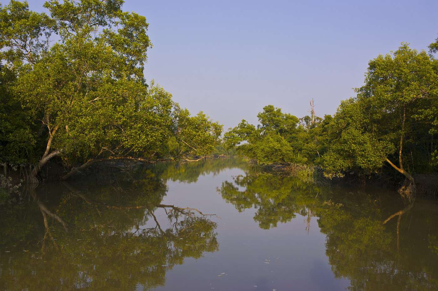 Sundarbans, Bangladesh Sundarbans, Bangladesh