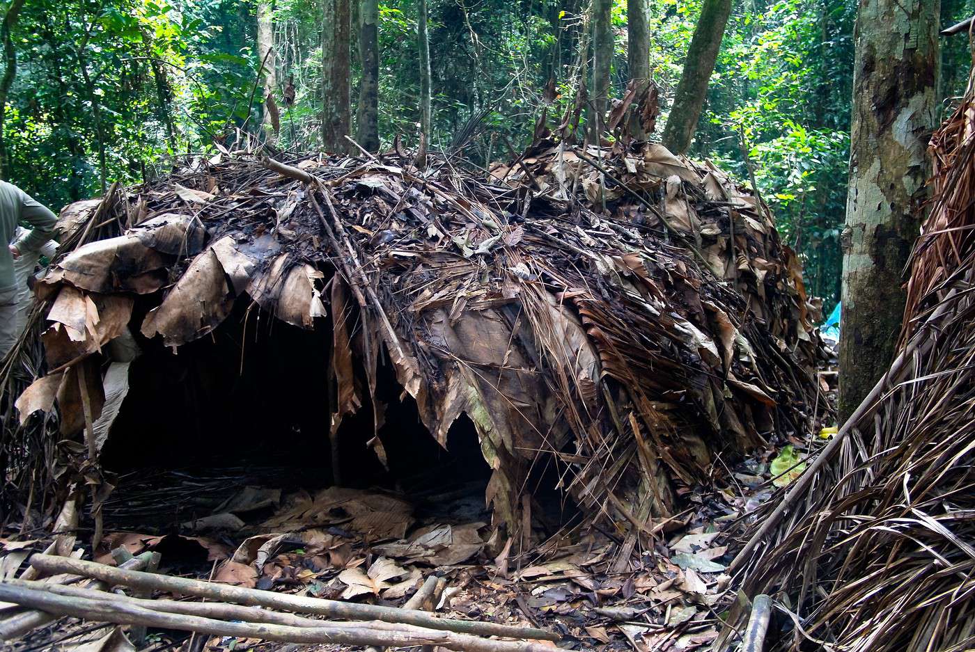 R&eacute;serve du Dja, Cameroun