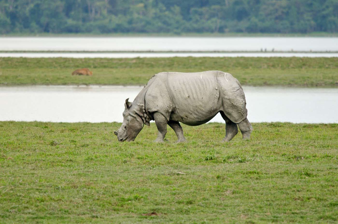 Parc national de Kaziranga, Inde Parc national de Kaziranga, Inde
