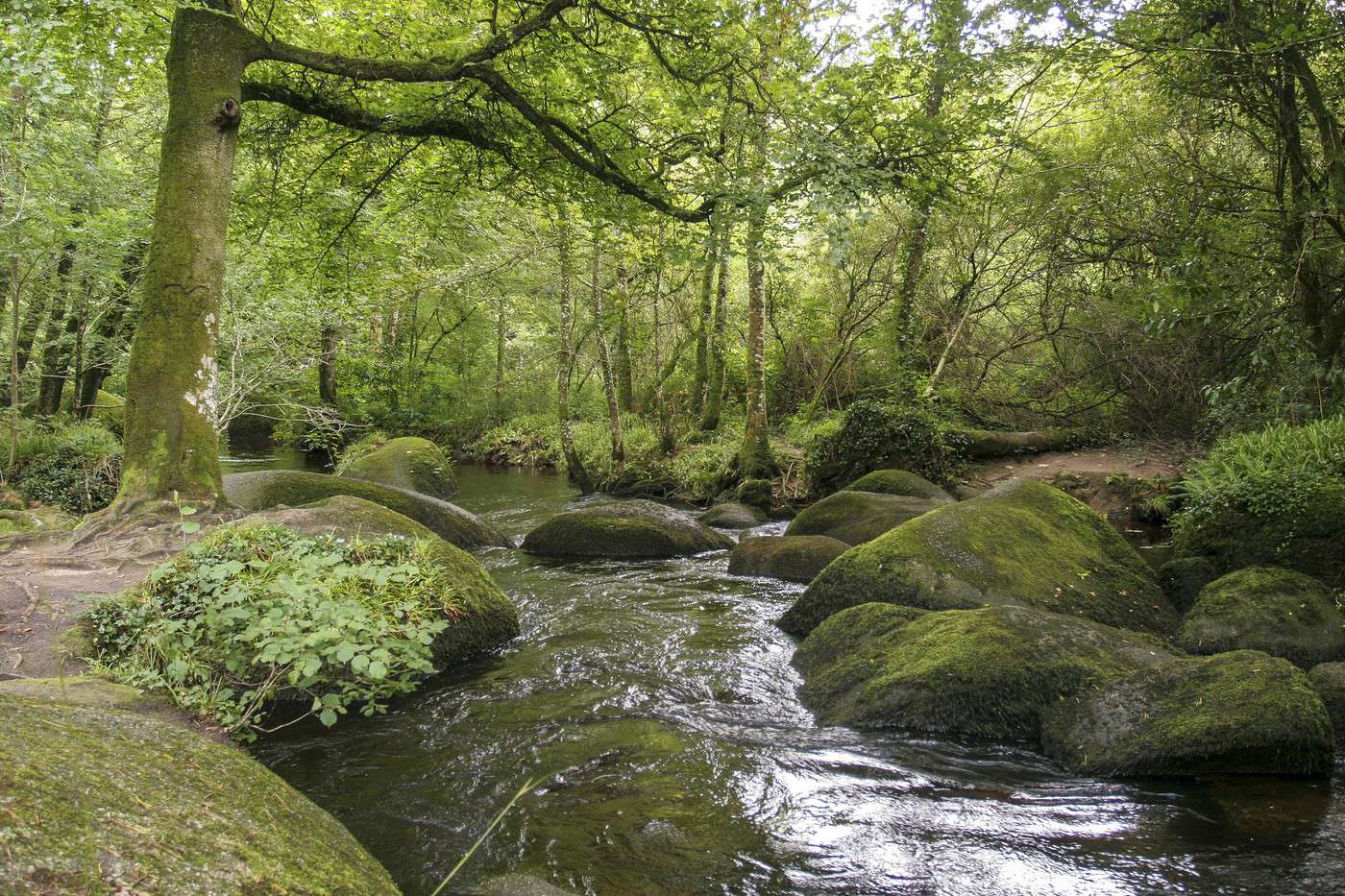 Forêt du Huelgoat, Finistère, France