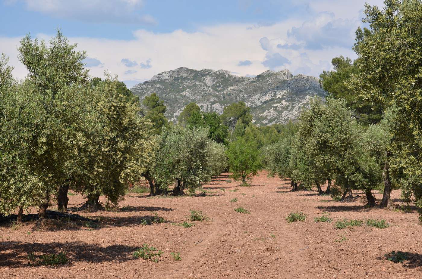 Parc naturel r&eacute;gional des Alpilles, Bouches-du-Rh&ocirc;ne, France