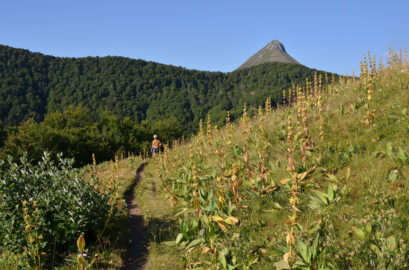 Puy Griou, Cantal, France