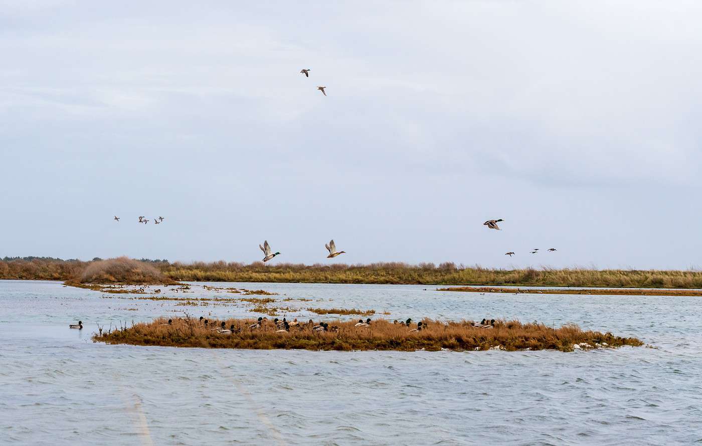 Baie d'Aiguillon, Charente-Maritime, France