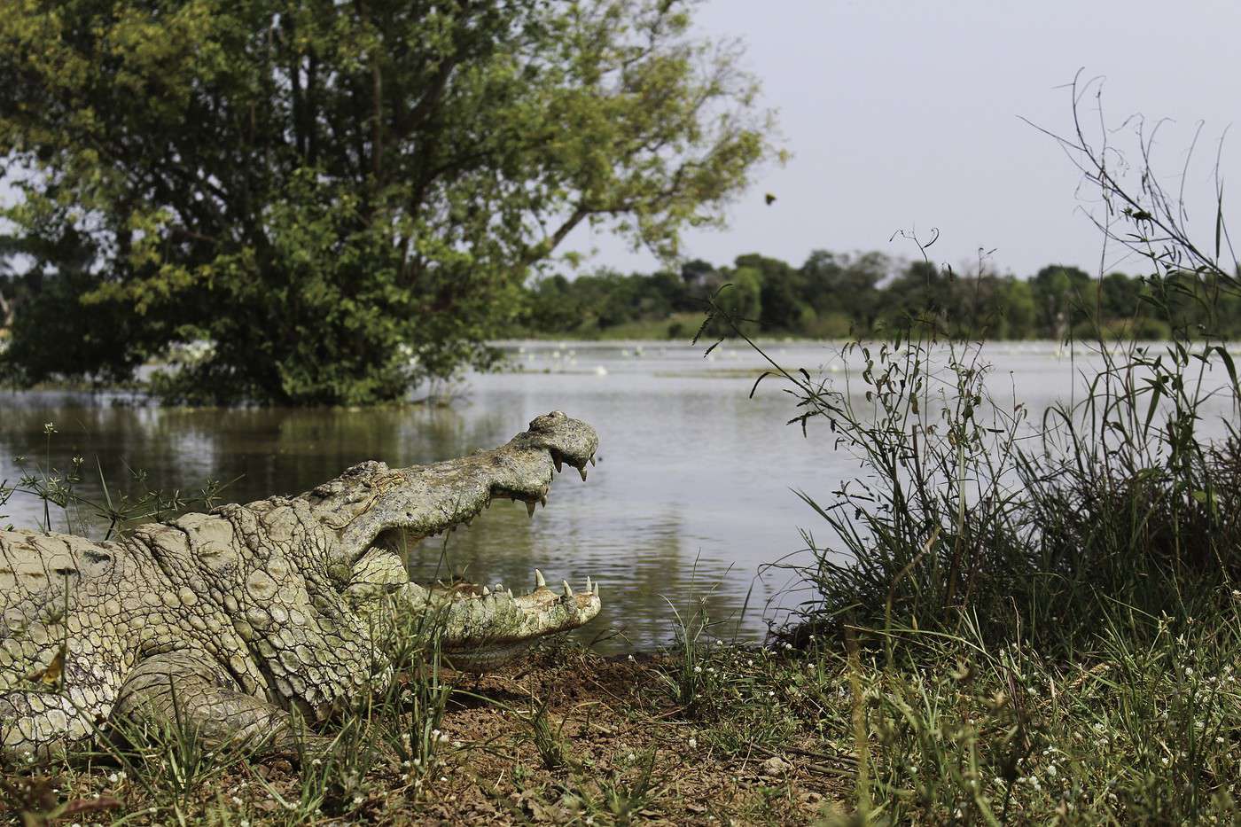Mare aux crocodiles, Burkina Faso