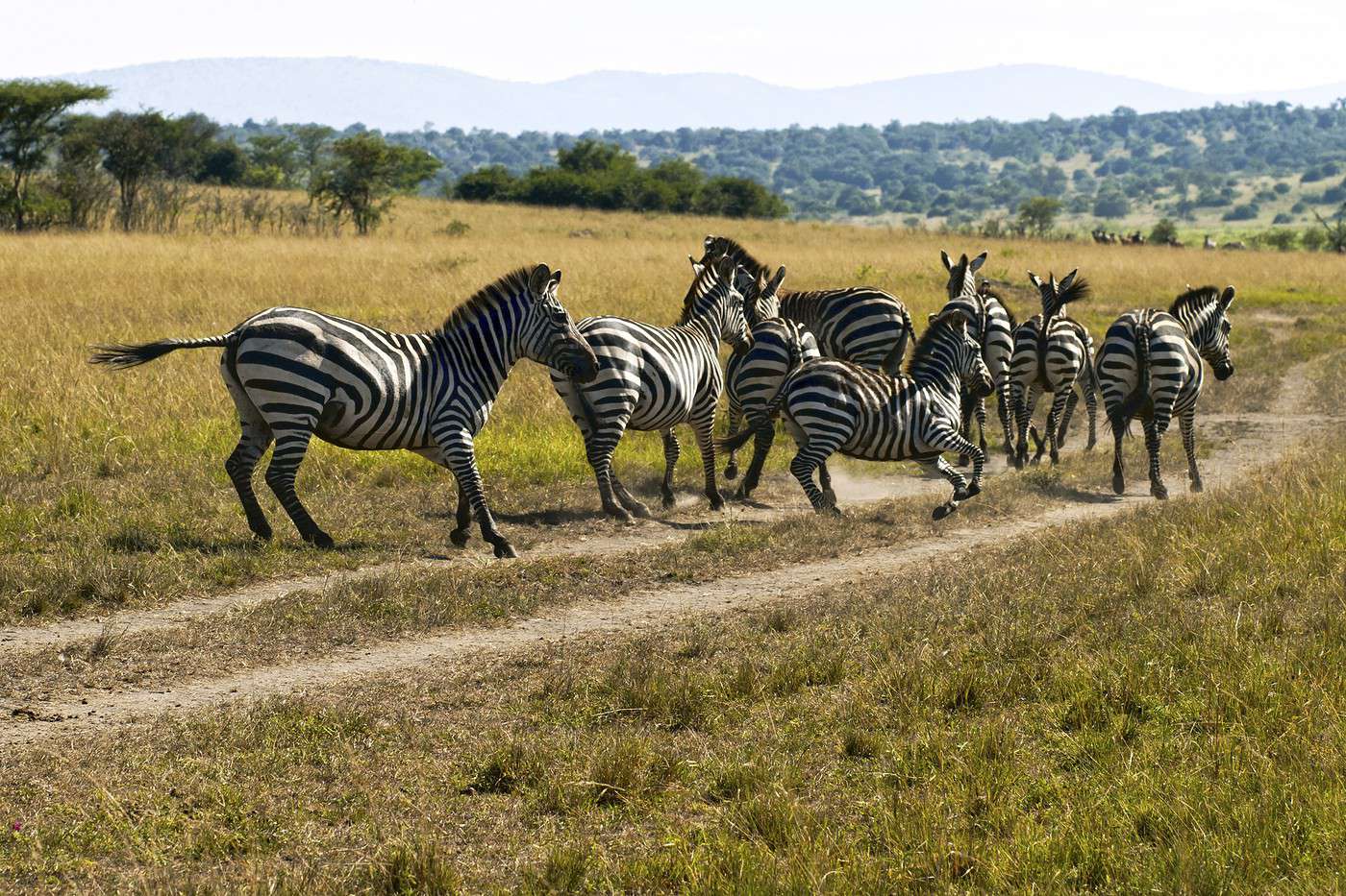 Parc national Akagera, Rwanda