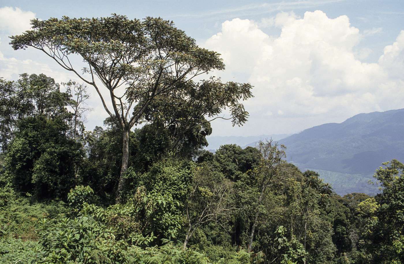 Parc national de Nyungwe (Rwanda) Guide voyage