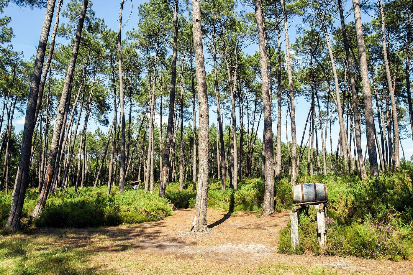 For&ecirc;t des Landes, Landes, France