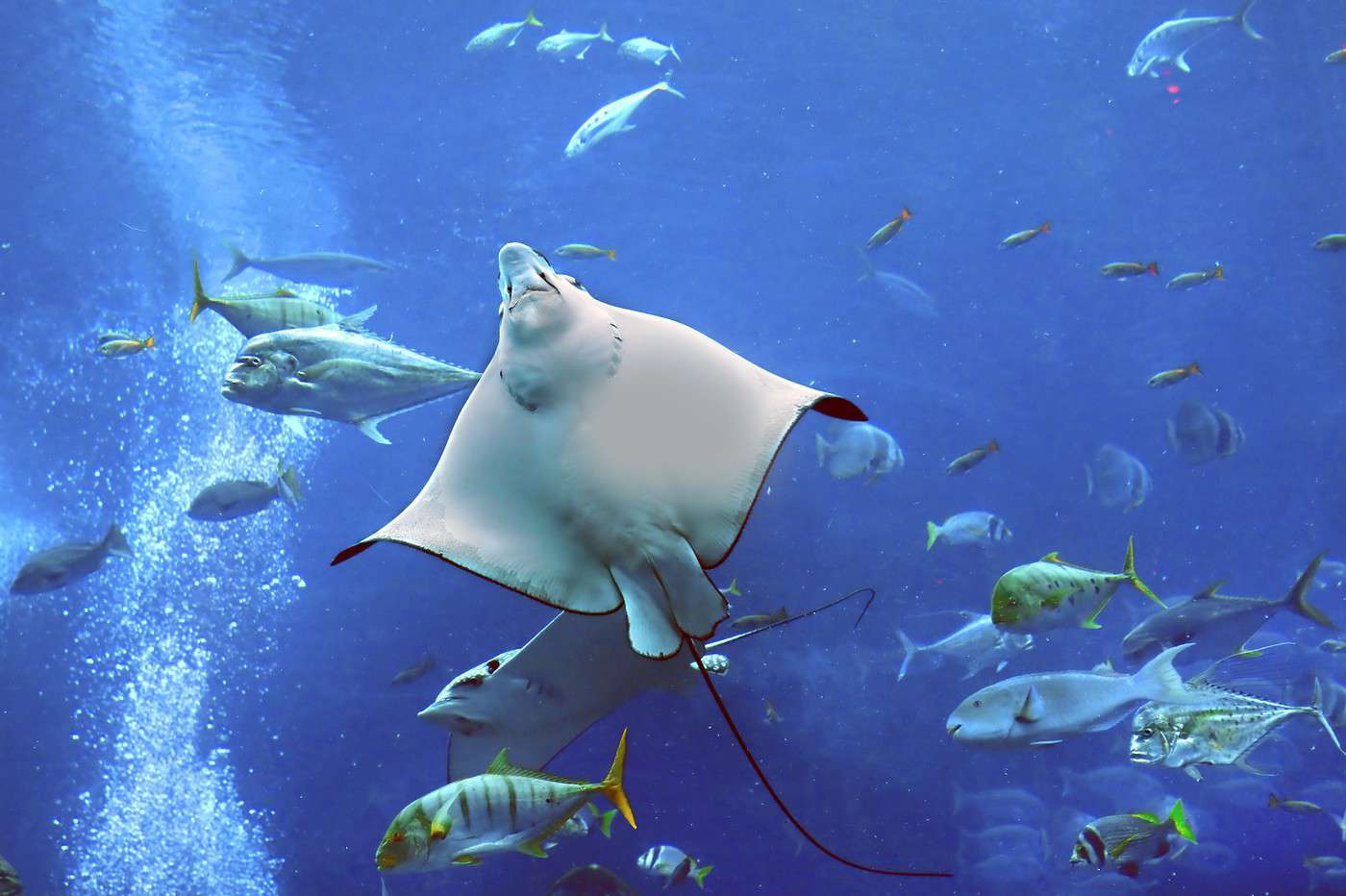 Dubai Aquarium, Dubai, &Eacute;mirats Arabes Unis