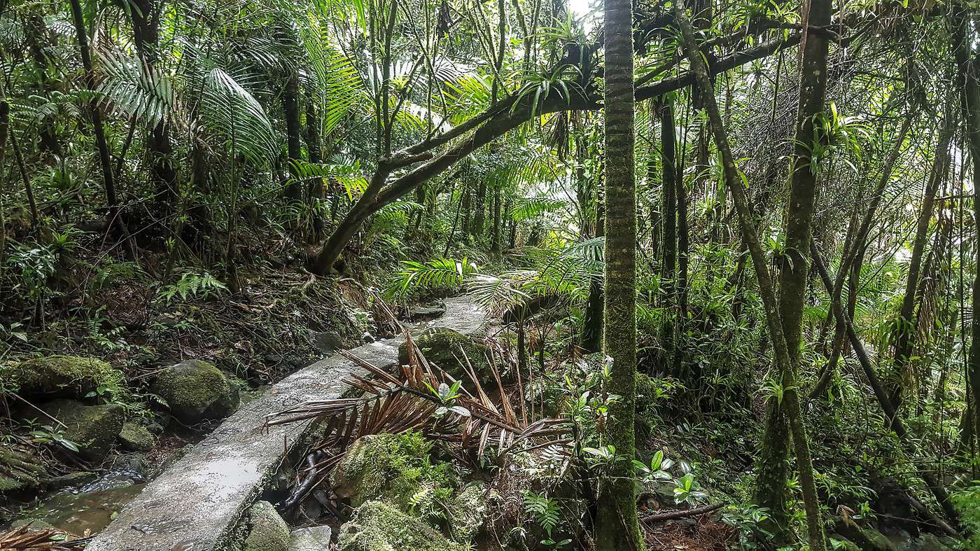 Forêt d'El Yunque, Puerto Rico