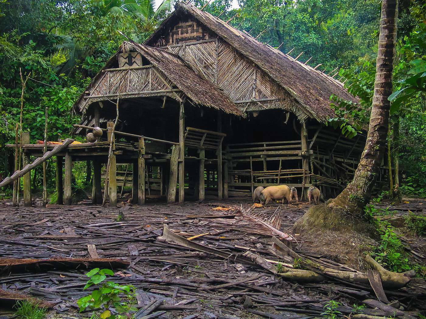 Siberut, Indonésie