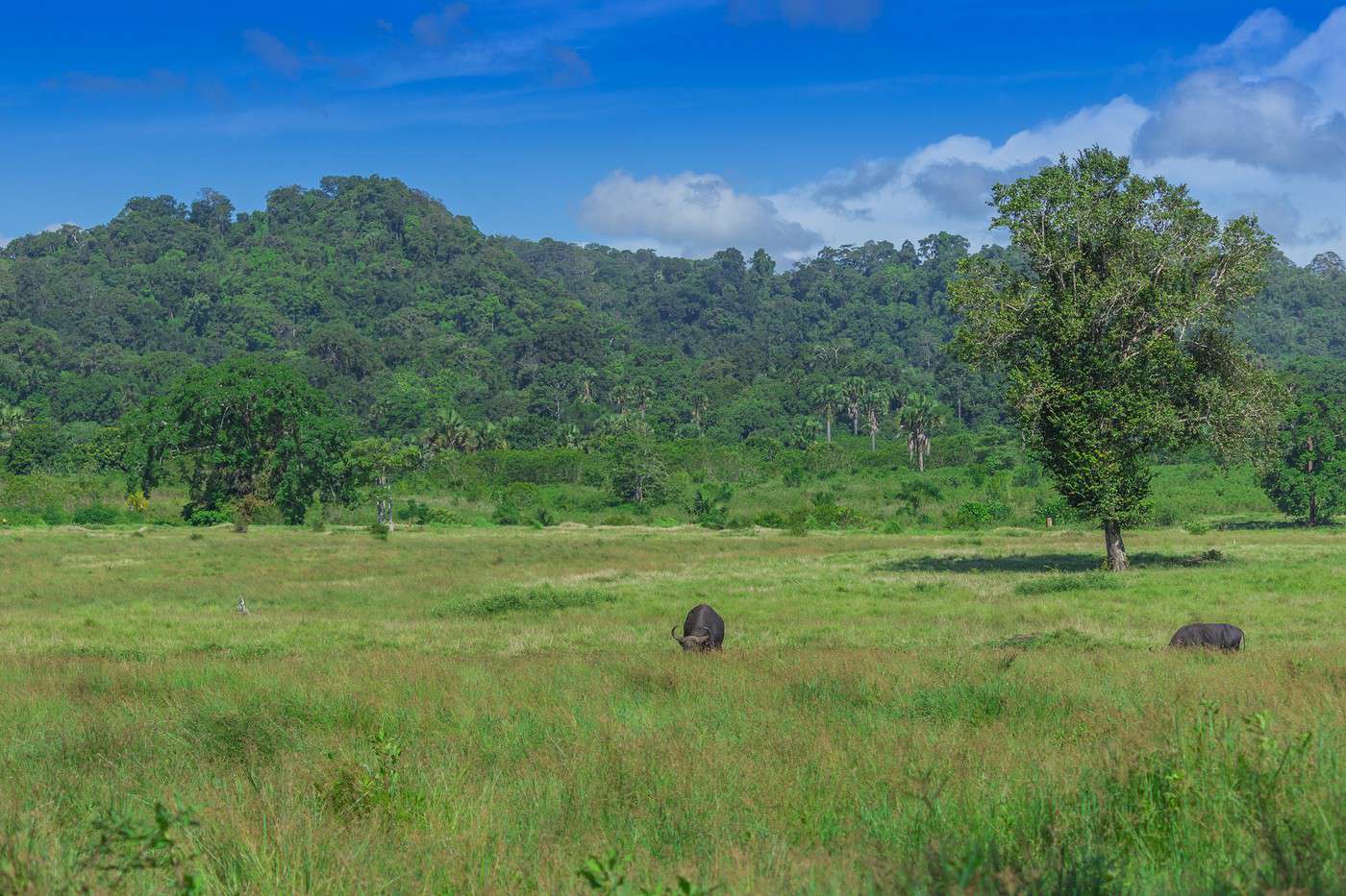 Parc national d'Alas Purwo, Indon&eacute;sie